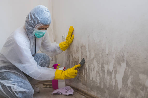 Mold Testing and Removal in Nazareth, PA