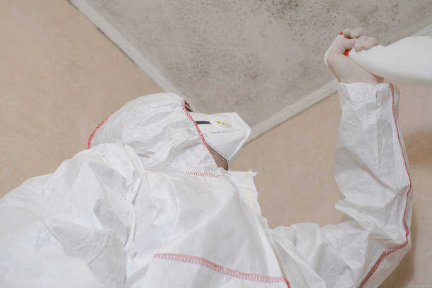 Trusted Nazareth, PA Mold Removal Experts